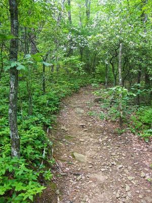 Mountain Laurel Blooming on the Bearwallow Valley Trail