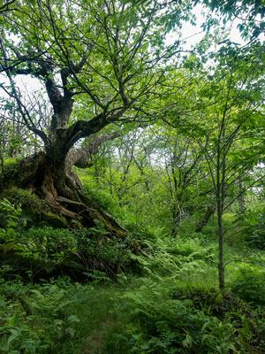 Big Gnarly Birch