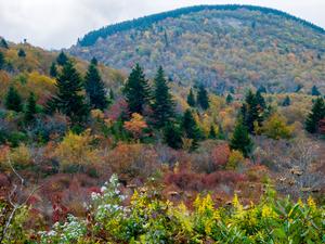 Early Fall Color on Little Sam Knob