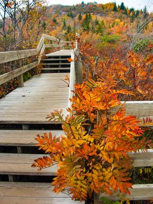 Fall Colors from Rough Ridge