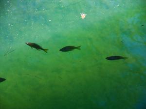 Fish in Lake Dense
