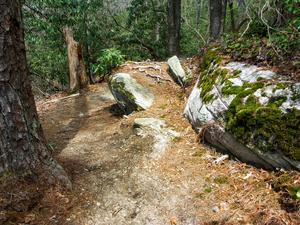 Rock Feature on the Pitch Pine Trail