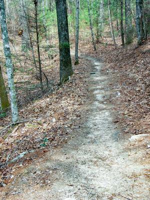 Pitch Pine Trail