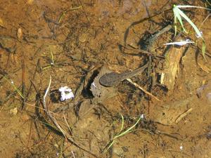 Large Tadpole in the Water