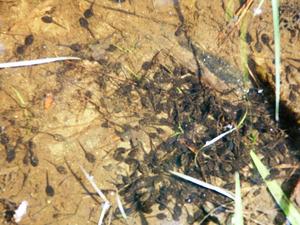 Small Tadpoles in the Pond