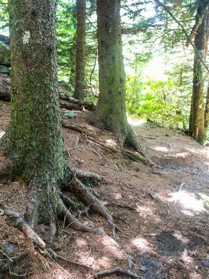 Art Loeb Trail Ascending Silvermine Bald