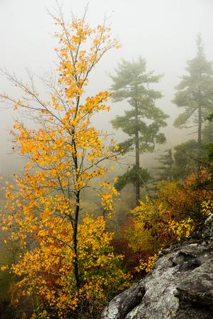 Yellow Maple in Linville Gorge