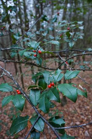 American Holly on the Wash Creek Trail