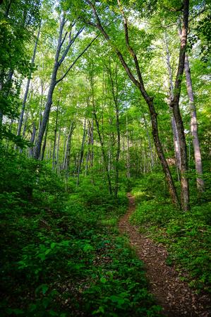 Steep Trail in Shope Creek