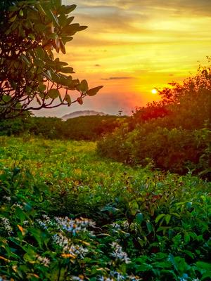 Sunset and Flowers in Craggy Gardens