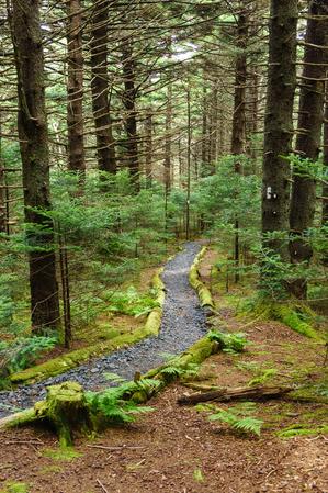 Appalachian Trail in Mossy Spruce-Fir Forest