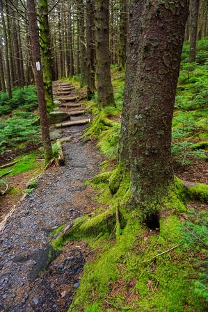 Kroki szlaku Appalachian Trail na Roan Mountain