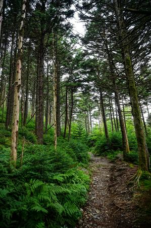 Fraser Firs on Roan Mountain