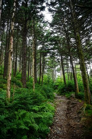 Abetos Fraser en Roan Mountain