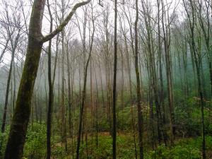 Layer of Fog along Toms Creek