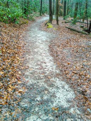 Newly Graded Trail at Toms Creek Falls