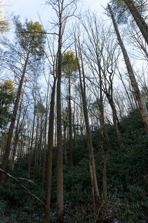 Tall Trees beside Pump Gap Loop Trail