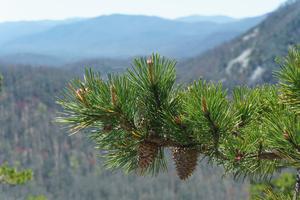 New Growth on Pines