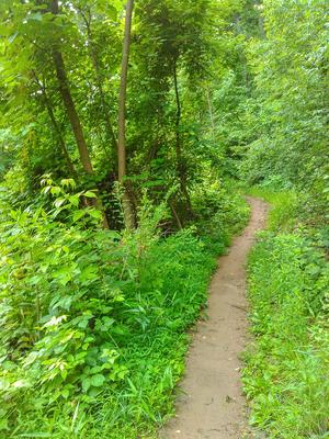 Little Hickory Top Trail Jungle