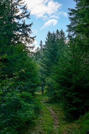 Grassy Ridgeline Trail