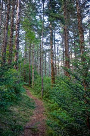 Mountains to Sea Trail through Spruce Forest
