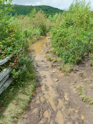 Mud and Overgrowth on Graveyard Fields