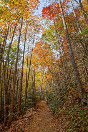 Fall Color on the Catawba Falls Trail