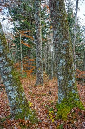 Pair of Mossy Trees on Bald Knob Ridge