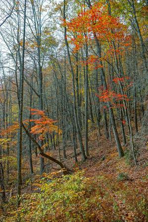 Bald Knob Ridge Trail Fall Color