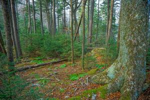 Spruce-Fir Forest on Bald Knob Ridge