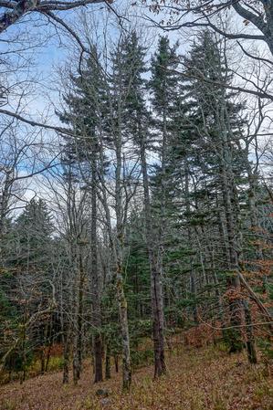 Spruces near the Blue Ridge Parkway