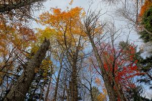 Fall Color on Bald Knob Ridge