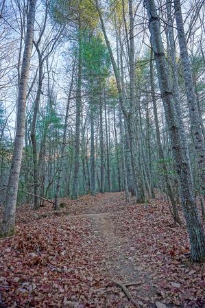 Deerfield Loop Trail Pines