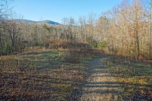 Pine Tree Loop Trail Meadow