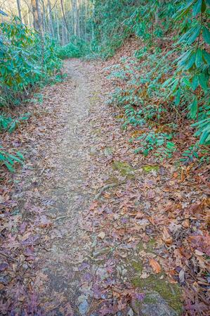 Pine Tree Loop Trail