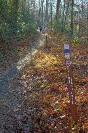 Start of Pine Tree Loop Trail