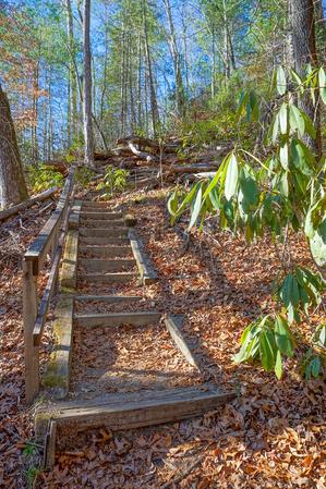 Steps on the Andy Cove Nature Trail