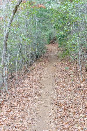 Straight Section of the Fletcher Creek Trail