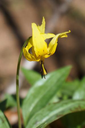 Yellow Trout Lily beside Coontree Loop Trail