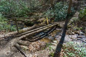 Another Log Bridge on the Coontree Loop Trail