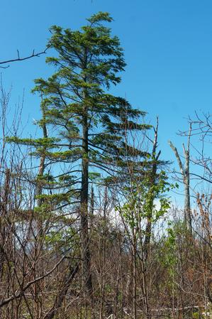 Unburned Carolina Hemlock