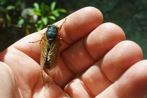 Cicada on Shortoff