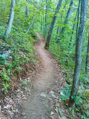 Straight Section of the Mountains to Sea Trail Straight Section of the Mountains to Sea Trail