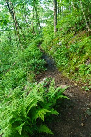 Bearwallow Mountain Trail on Ledge