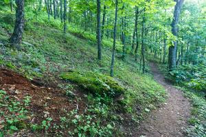 Open Forest along the Bearwallow Mountain Trail