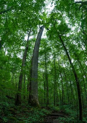 A Big Curved Tree in Joyce Kilmer