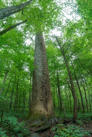 Big Tuliptree in Joyce Kilmer