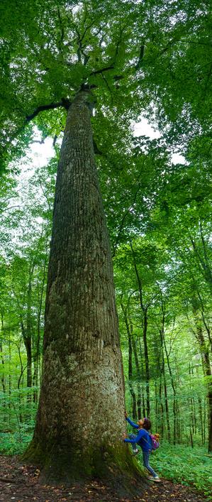 Healthy Big Tuliptree