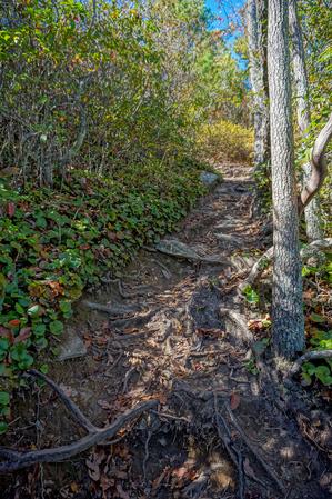 Rooty Climb on the Hawksbill Trail