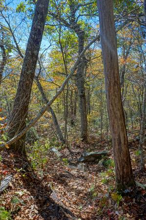 Dead Trees on the Graybeard Trail